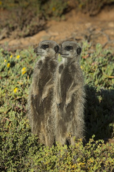 Two Meerkats (Suricata suricatta)