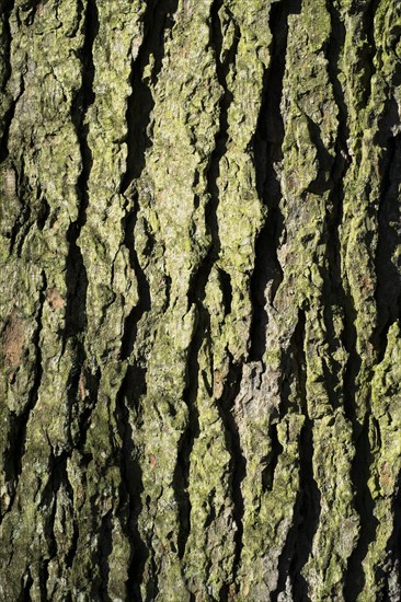 Bark of an Atlas Cedar (Cedrus atlantica)