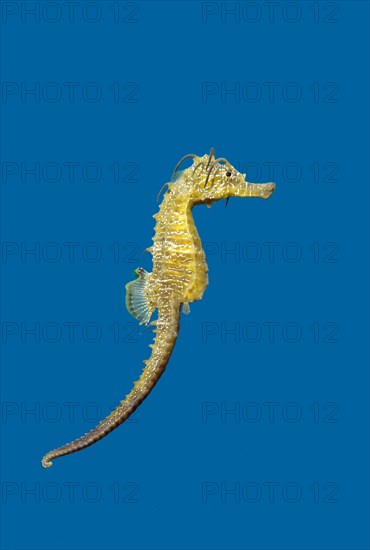 Short-snouted Seahorse (Hippocampus hippocampus)