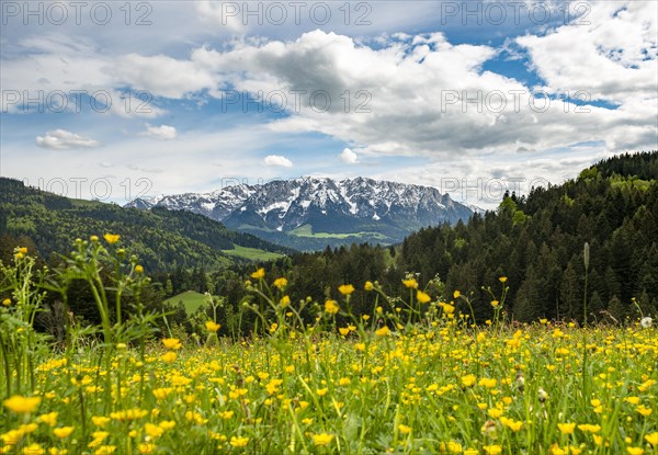 Yellow flower meadow in front of mountain panorama with mountain range Zahmer Kaiser