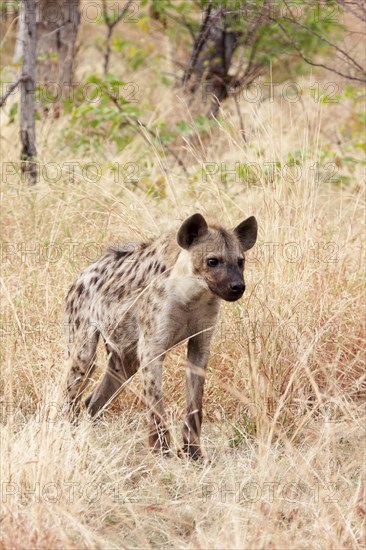 Spotted Hyena (Crocuta crocuta)