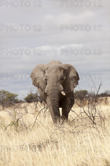 African Elephant (Loxodonta africana)