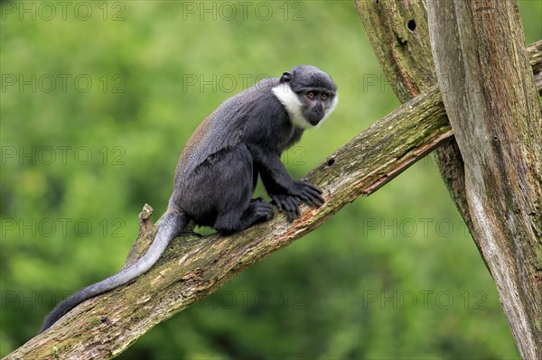 L'Hoest's Monkey (Cercopithecus lhoesti)