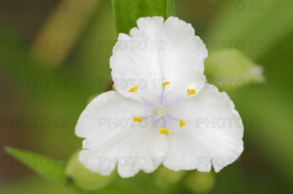 Anderson's Spiderwort (Tradescantia andersoniana hybrid)