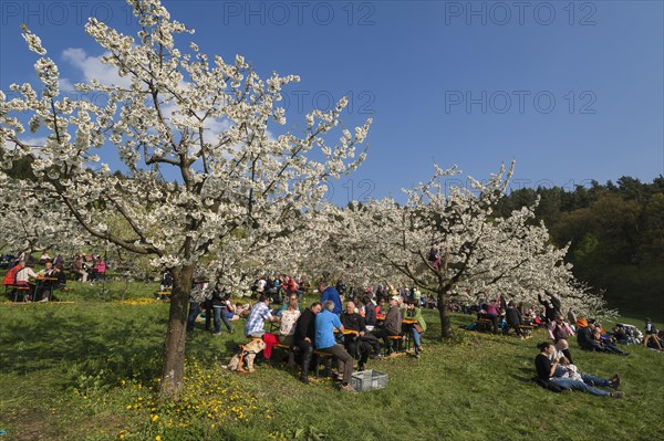 Cherry Blossom Festival in a cherry orchard