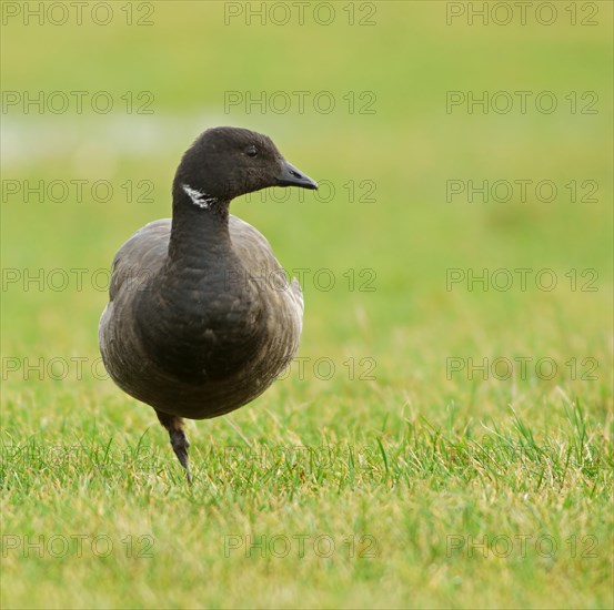 Brant or Brent Goose (Branta bernicla)