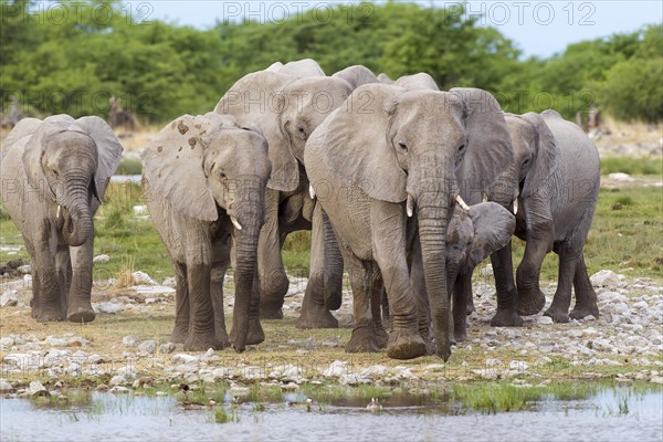 African elephants (Loxodonta africana)