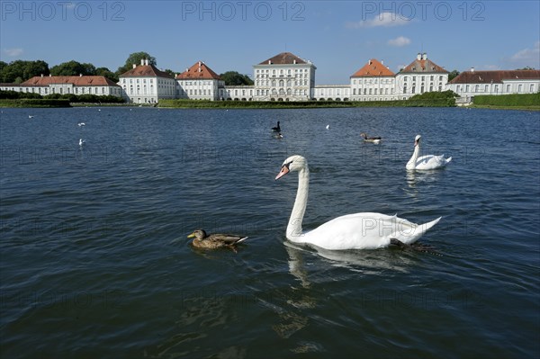 Mute swans (Cygnus olor) on the palace canal