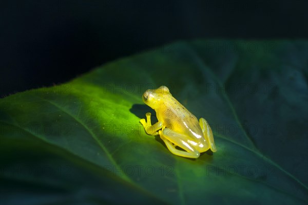 Fleischmann's Glass Frog (Hyalinobatrachium fleischmanni)