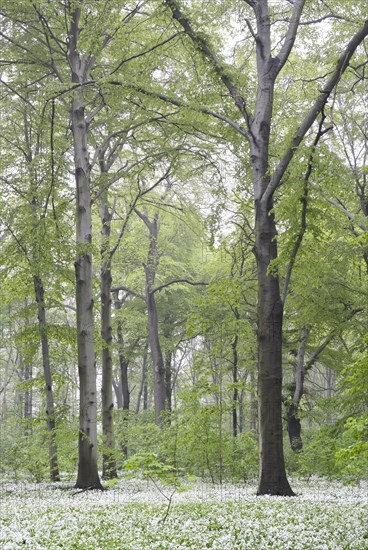 Flowering wild garlic (Allium ursinum) in spring forest