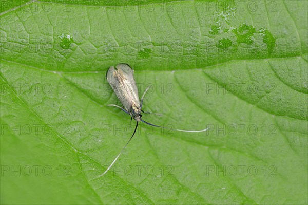 Green Longhorn (Adela reaumurella)