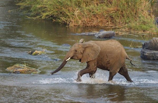 African Elephant (Loxodonta africana) wading through the Olifants River