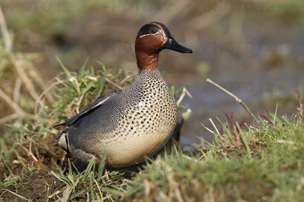 Common Teal (Anas crecca)