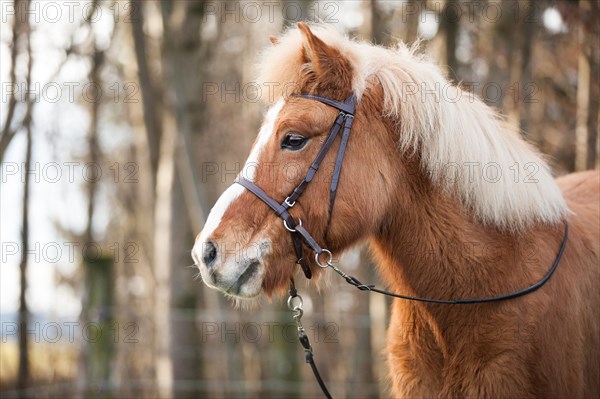 Chestnut Icelandic Horse