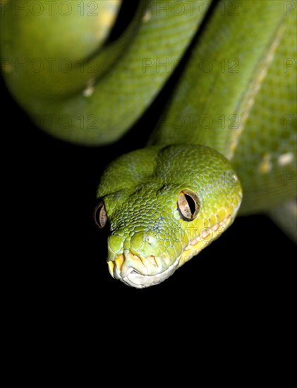 Green Tree Python (Morelia viridis)