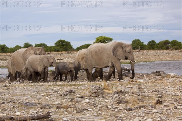 African elephants (Loxodonta africana)