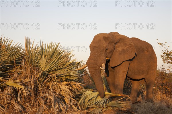 African Elephant (Loxodonta africana) feeding on Ilala Palms (Hyphaene coriacea)
