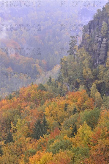 Forest in the Nasser Grund in fog in autumn