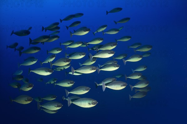 Shoal of Bluetail Unicornfish (Naso hexacanthus)