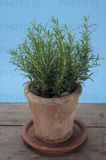 Rosemary (Rosmarinus officinalis) growing in a terracotta pot on a wooden table