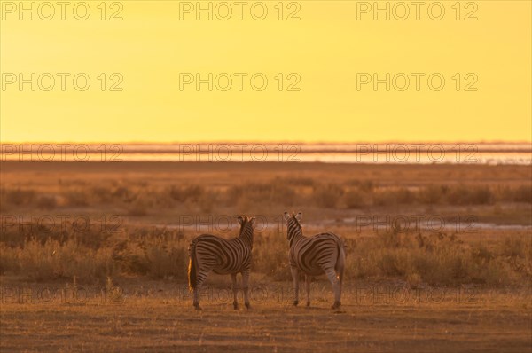 Burchell's Zebras (Equus burchelli) at sunset at a water hole