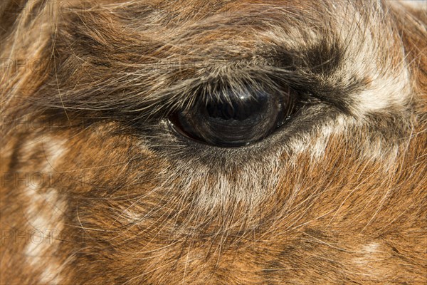 Eye of a Llama (Lama glama)