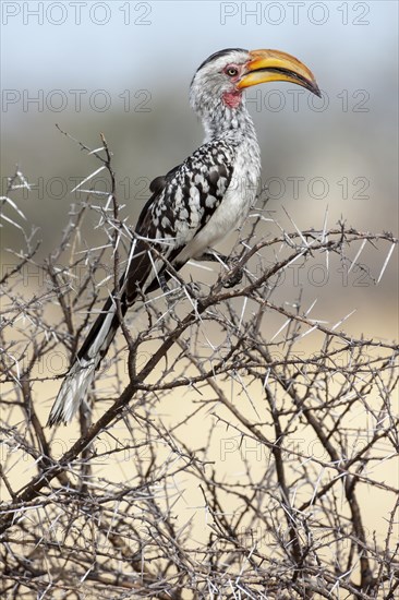 Eastern Yellow-billed Hornbill (Tockus flavirostris)