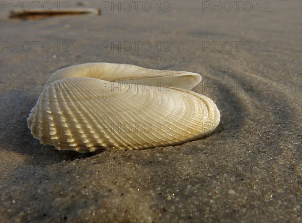 False Angel Wing or American Piddock (Petricola pholadiformis)