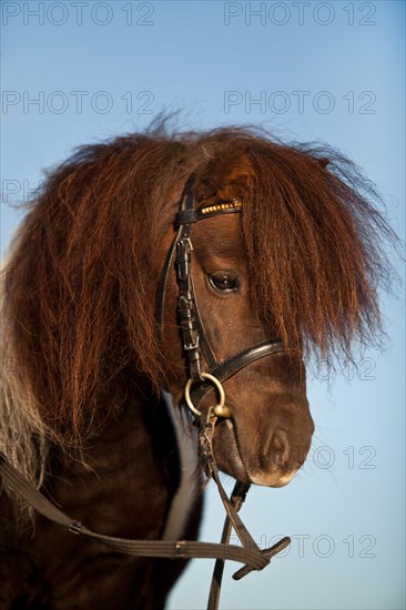 Mini Shetland pony