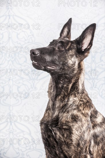 Hollandse Herdershond or Dutch Shepherd Dog