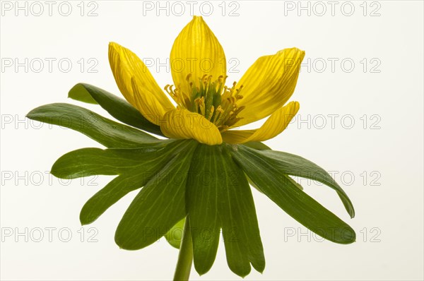 Winter Aconite (Eranthis hyemalis)