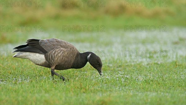 Brant or Brent Goose (Branta bernicla)