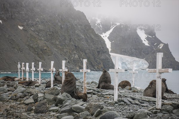 Antarctic Fur Seals (Arctocephalus gazella)