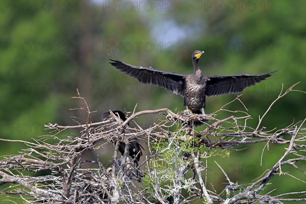 Double-crested Cormorant (Phalacrocorax auritus)