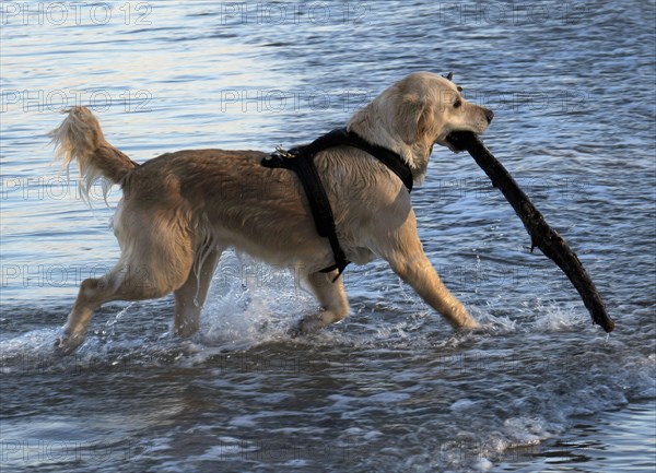 Golden Retriever retrieving a stick from the sea