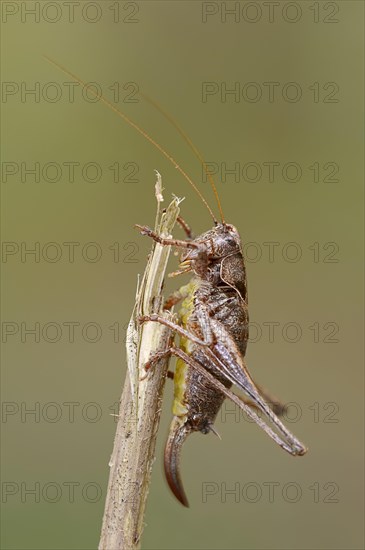 Dark Bush-Cricket (Pholidoptera griseoaptera)