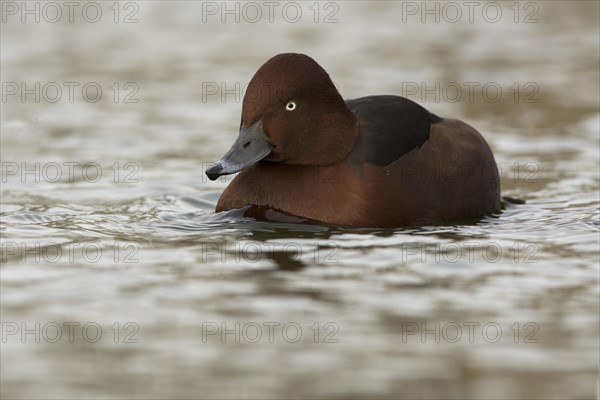 Ferruginous Duck or Ferruginous Pochard (Aythya nyroca)