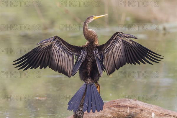 Oriental Darter (Anhinga melanogaster) drying its wings