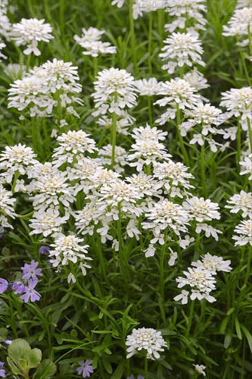 Evergreen Candytuft (Iberis sempervirens)