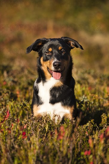 Appenzeller Sennenhund