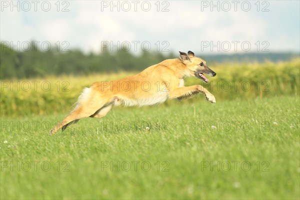 Longhaired Whippet running over meadow