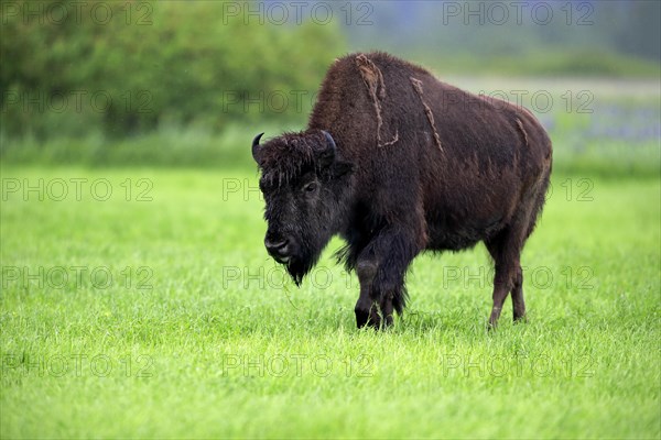 Wood bison (Bison bison athabascae) adult