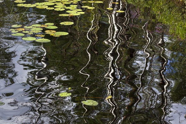 Reflection of birch trunks with the leaves of Water Lilies (Nymphaea)