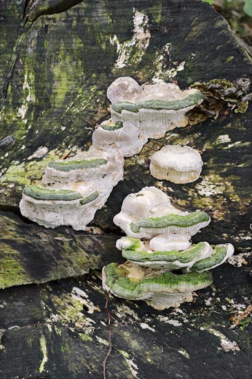 Lumpy Bracket (Trametes gibbosa)