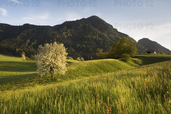 Lush meadow in spring