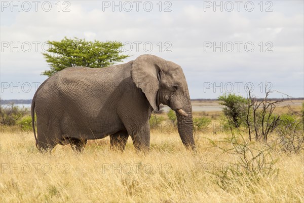 African Elephant (Loxodonta africana)