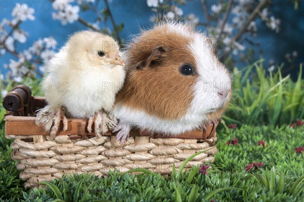 Swiss Teddy guinea pig and Brahma chick