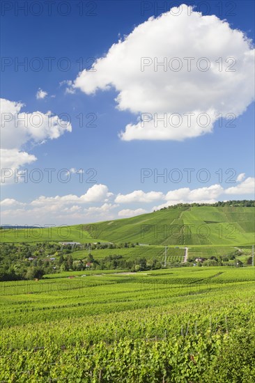 View from Rotenberg over the vineyards towards Kappelberg