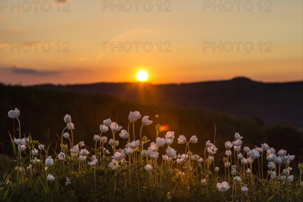 Snowdrop Anemones (Anemone sylvestris)