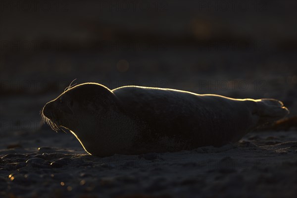 Grey Seal (Halichoerus grypus)